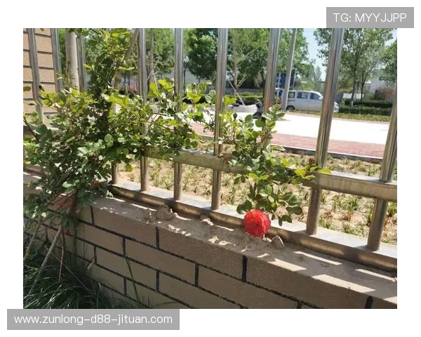 开云 官网 介绍及注册流程详解帮助新用户快速进入高端购物体验